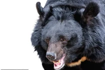 Gấu vồ, lôi nhân viên vườn thú qua hàng rào dây sắt rồi cắn