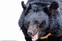 Gấu vồ, lôi nhân viên vườn thú qua hàng rào dây sắt rồi cắn