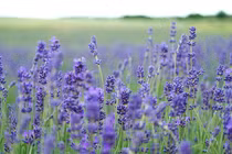 7 loài hoa giúp làm đẹp da