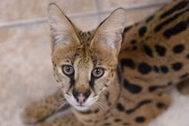 Ngủ dậy, người phụ nữ giật mình phát hiện con mèo hoang ngồi ở đầu giường