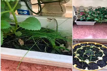 Vợ lụi cụi trồng hẹ cho con nhỏ, chồng nhổ sạch và cái kết 