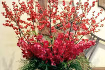 Những loại đào Tết mà đại gia săn lùng chưa chắc đã mua được