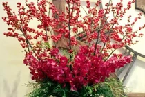 Những loại đào Tết mà đại gia săn lùng chưa chắc đã mua được