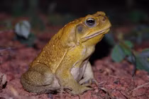 Kinh dị thói quen "làm thịt" đồng loại của cóc mía