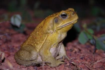 Kinh dị thói quen "làm thịt" đồng loại của cóc mía