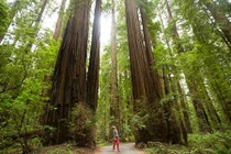 Những cây gỗ đỏ cổ xưa cao nhất thế giới