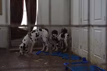 84 chó khổng lồ bị nhốt trong biệt thự siêu bẩn