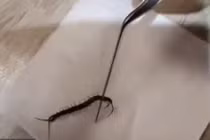 Rùng mình con vật gớm ghiếc sống trong tai người phụ nữ ở Đài Loan