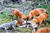 Video: Sói lửa bị thằn lằn nước tranh giành bữa ăn, kết cục sẽ ra sao?