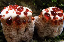 Những loài thực vật kỳ lạ khắp hành tinh