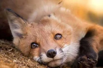 Ảnh chụp thế giới động vật hoang dã ở Phần Lan đẹp như cổ tích