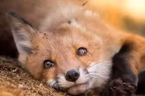 Ảnh chụp thế giới động vật hoang dã ở Phần Lan đẹp như cổ tích