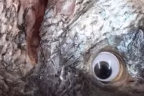 Gắn mắt giả cho cá để trông tươi hơn