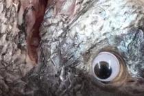 Gắn mắt giả cho cá để trông tươi hơn