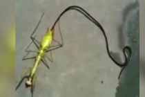 Ghê rợn cảnh “quái vật” đen dài ngoằng chui ra từ xác bọ ngựa