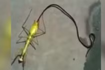 Ghê rợn cảnh “quái vật” đen dài ngoằng chui ra từ xác bọ ngựa