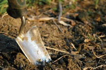 Đào vườn nhà được 28 thỏi vàng, bán lấy 21 tỷ đồng ăn tiêu