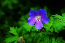 6 ngày sinh Âm lịch tốt lành, mang nhiều phúc phận nhất