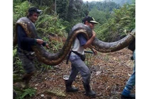 Malaysia: Bắt trăn khổng lồ nặng 1 tạ to lớn chưa từng thấy