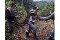 Malaysia: Bắt trăn khổng lồ nặng 1 tạ to lớn chưa từng thấy