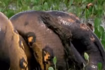 Video: Kinh hãi cảnh trăn Anaconda giết chết chuột khổng lồ