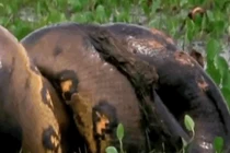 Video: Kinh hãi cảnh trăn Anaconda giết chết chuột khổng lồ