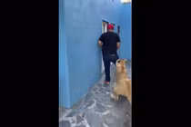 Video: Người đàn ông khóc thét khi nhìn thấy thú cưng của bạn