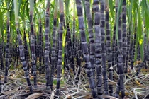 Dùng sai cách thực phẩm này trở thành "lưỡi hái tử thần"