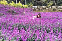 Ngẩn ngơ sắc tím oải hương tại thung lũng hoa ở cao nguyên Lào Cai