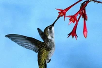 Những khả năng đáng kinh ngạc của động vật