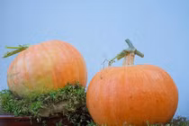 Bí ngô khổng lồ có giá vài triệu đồng/quả, cửa hàng lấy không kịp bán