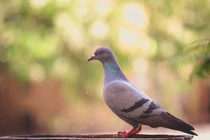 Giống bồ câu không biết bay, chỉ lộn ngược trên mặt đất khi di chuyển