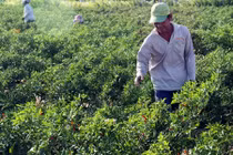 Những thảm xanh giữa vùng "chảo lửa" Ninh Thuận