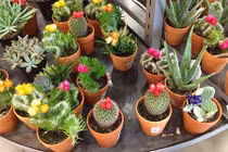 Điều cấm kỵ khi bày xương rồng trong nhà ai cũng phải biết