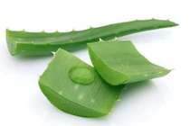 Video: Lợi ích sức khỏe của nha đam có thể bạn chưa biết