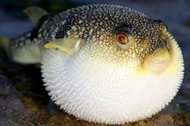 Mổ thịt, xuất khẩu loại cá nóc chứa độc tố cao