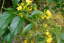 Xin đi học lái xe không được, nam thanh niên ăn lá ngón tự tử