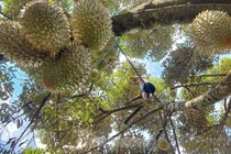 Ăn sầu riêng ai cũng xuýt xoa, nhưng nhìn hái sầu ai cũng thót tim