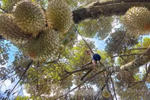 Ăn sầu riêng ai cũng xuýt xoa, nhưng nhìn hái sầu ai cũng thót tim