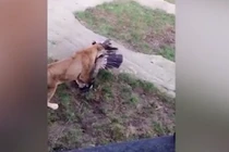 Video: Sà xuống chuồng sư tử, kền kền bị xé xác chết thảm