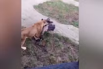 Video: Sà xuống chuồng sư tử, kền kền bị xé xác chết thảm