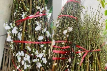 Đào Tết bông trắng như tuyết, dân tranh nhau mua