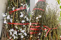 Đào Tết bông trắng như tuyết, dân tranh nhau mua