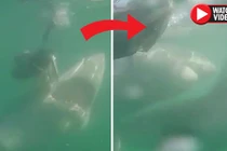 Video: Đớp trượt mồi, cá mập trắng bất ngờ quay sang “ăn thịt” đồng loại