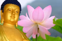 Những khai thị về nhân quả báo ứng giúp bạn hết khổ mỗi ngày