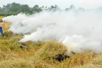 Bán chẳng ai mua, dân xứ Nghệ mang "sợi vàng" ra đốt