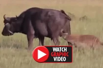Video: Bị linh cẩu ngoạm “của quý”, trâu rừng chết thảm