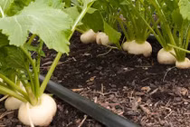 5 loại rau củ vừa là thức ăn vừa là thảo dược nên trồng trong vườn