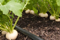 5 loại rau củ vừa là thức ăn vừa là thảo dược nên trồng trong vườn