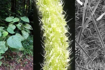 Loài cây gây ra những cơn đau dữ dội cho người chạm vào